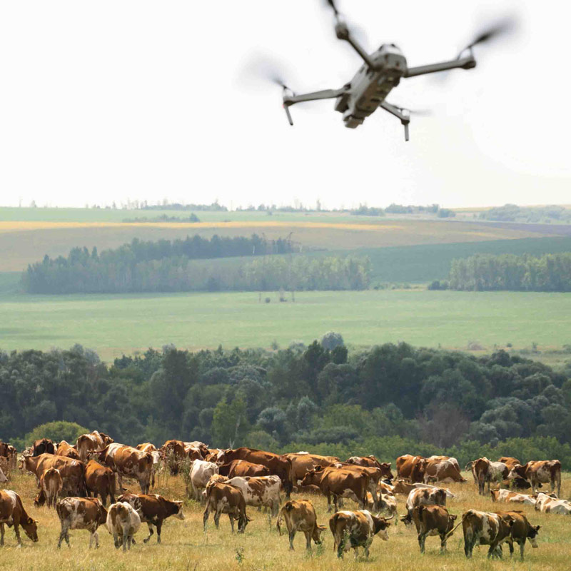 Søk etter dyr med termisk drone
